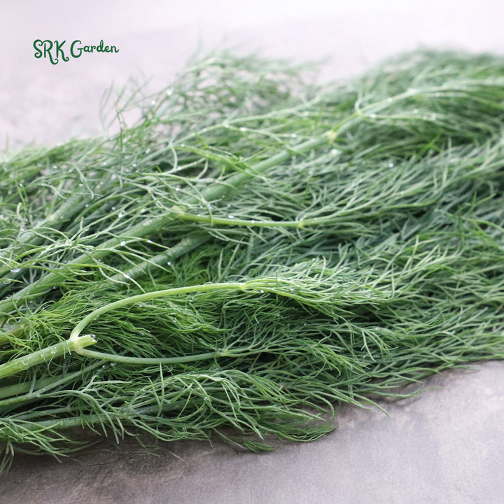 Organic Bouquet Dill | 100 Seeds