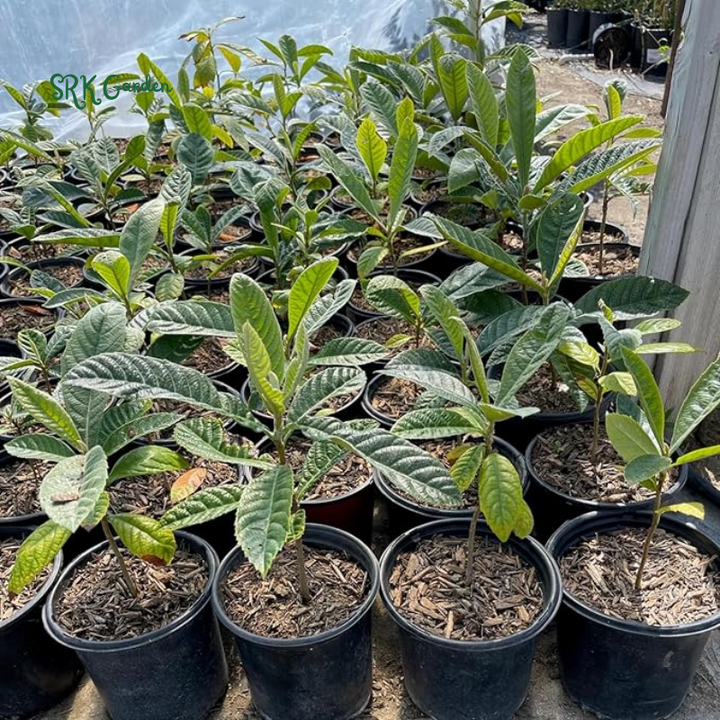 Loquat Live Plants Starter Plant Plug 4-7 Inches Tall Easy-to-Grow - Sweet and High Yeild