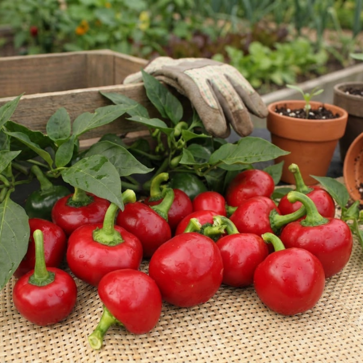Medium Hot Pepper Seeds – Jalapeño, Serrano & Red Hot Cherry Peppers, Heirloom Chili Seeds