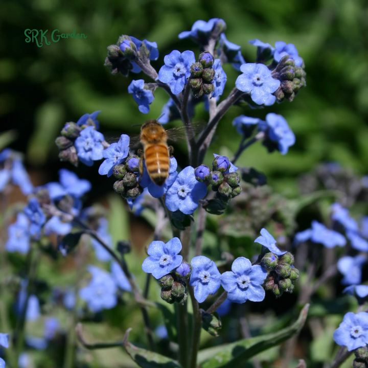 Chinese Forget Me Not Seeds | 150 Seeds