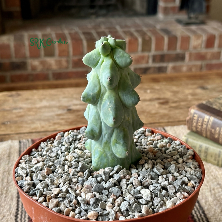 Boobie Cactus | Myrtillocactus geometrizans ‘Fukurokuryuzinboku’ | Rare Exotic Cactus in 4", 6", 8" Pot