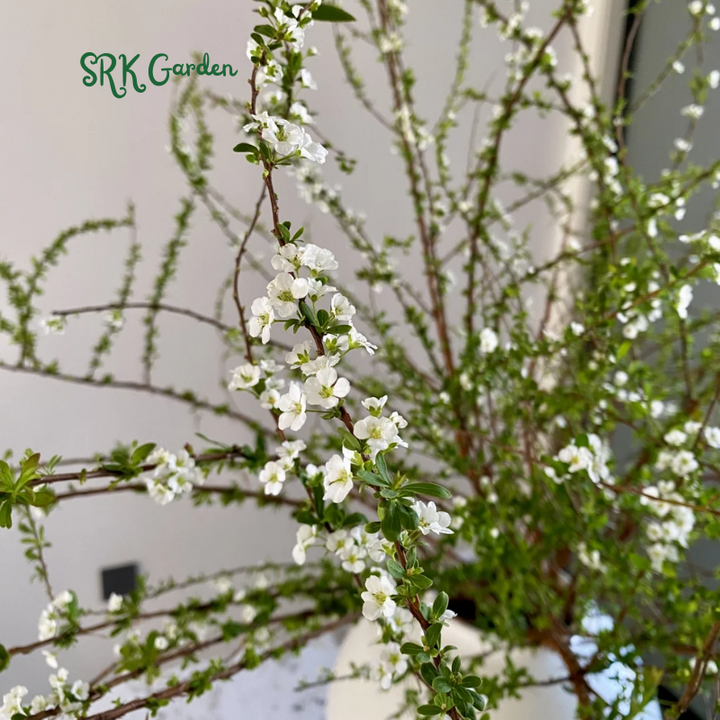 Spiraea prunifolia, Snow Willow stems and Home Decoration