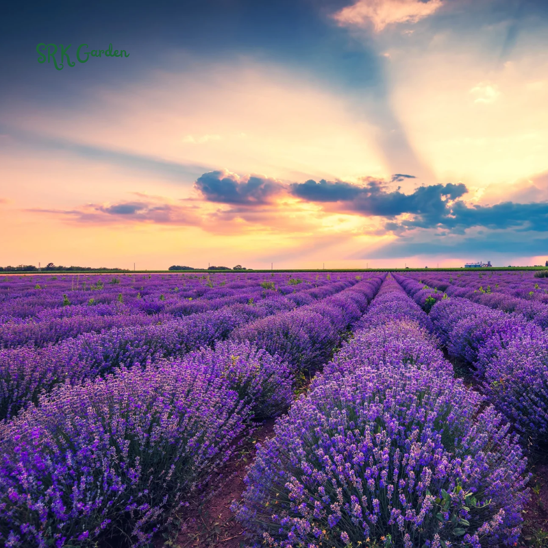 Lavender Seeds for Planting, Purple Perennial Heirloom Lavender Seeds Garden Indoor Outdoor and Home