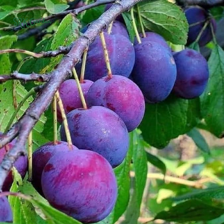 Dark Red Plum Live Plants | Edible Fruit Bush