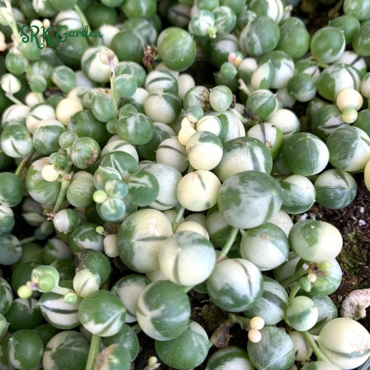 Variegated String of Pearls, Hanging Plant in 2'', 4", 6'' pot