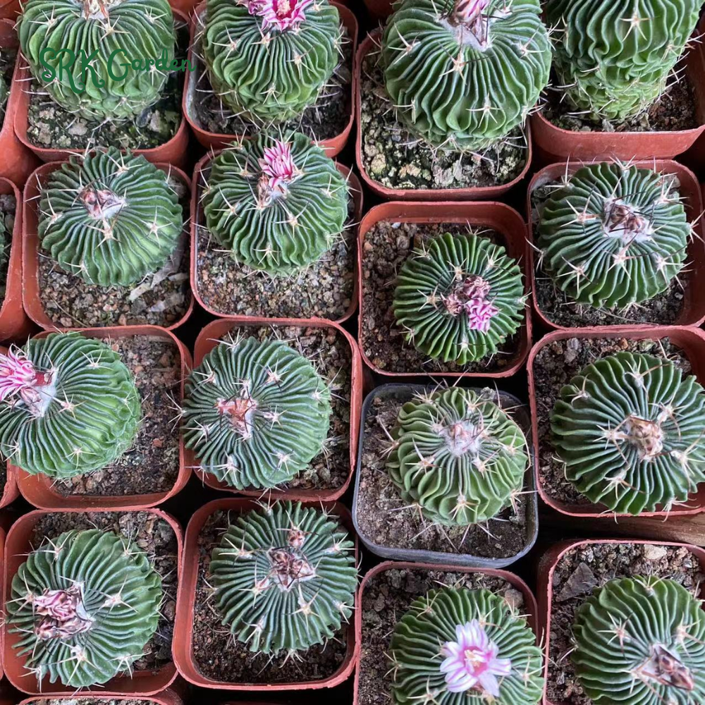 Stenocactus Multicostatus, Brain Cactus, Live Plants in 3" pot
