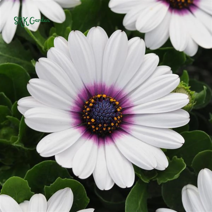 White Cape Daisy Seeds | 60 Seeds