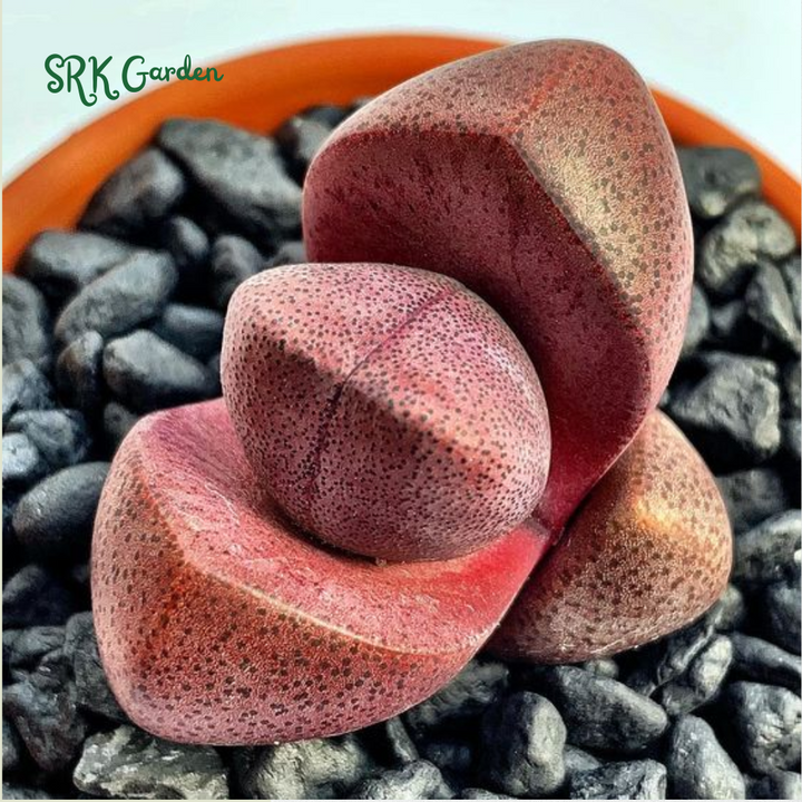 Pleiospilos Royal Flush, Live plants in 3" pots
