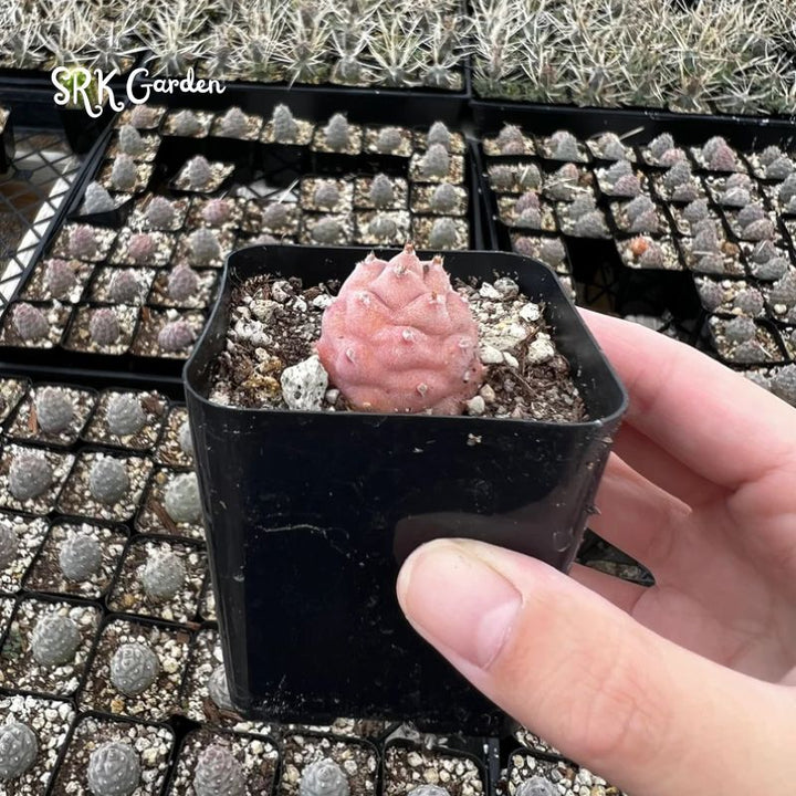 Pine Cone Cactus, Pink Plant, Colorful Live Cactus, Rare Succulent, Live Plant in 2.5'' pot