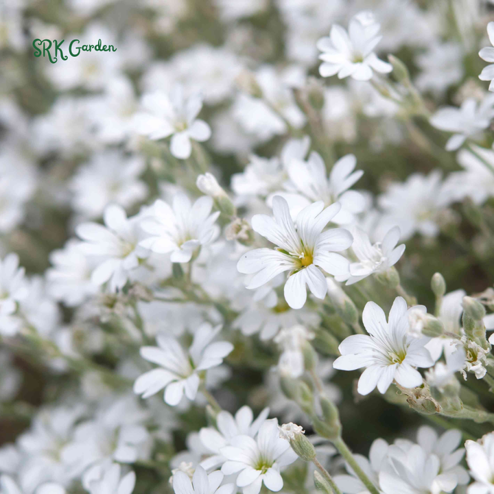 Snow in Summer Seeds | 500 Seeds