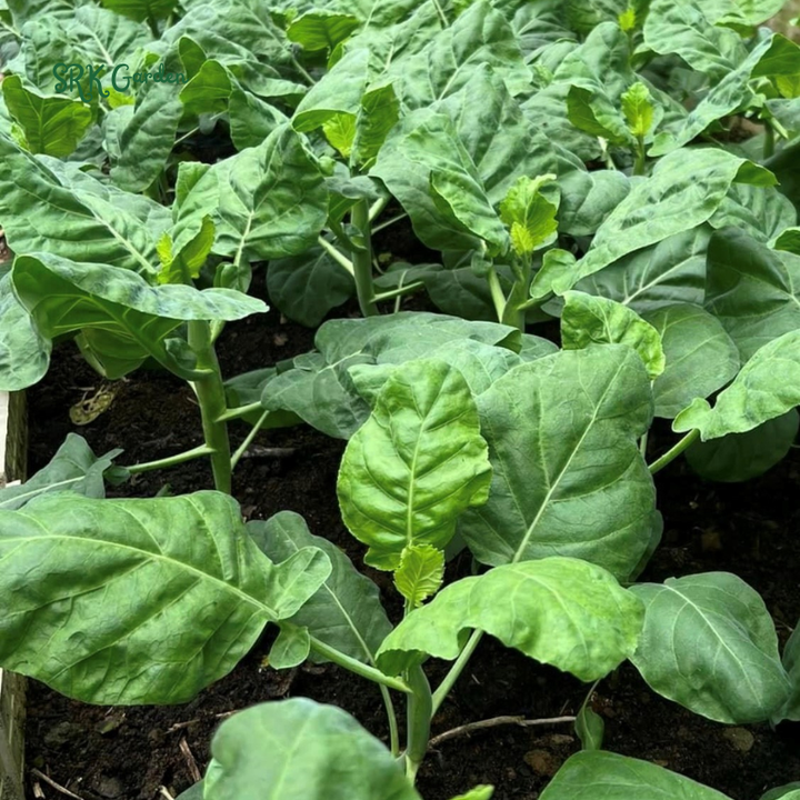 Chinese Broccoli - Kailaan | 100 Seeds