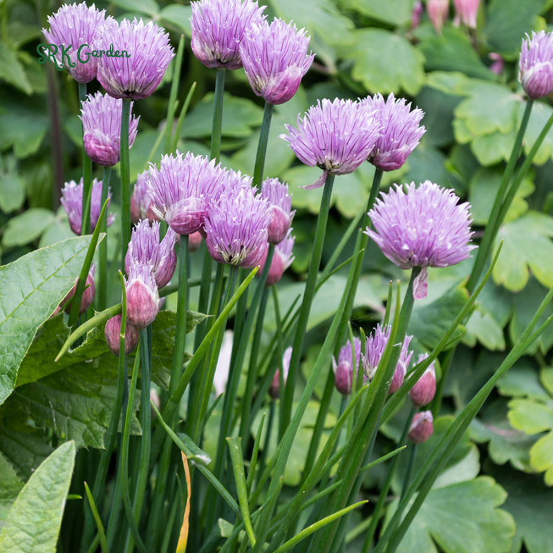 Chives Seeds | 150 Seeds