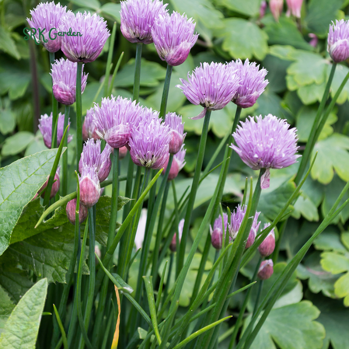 Chives Seeds | 150 Seeds