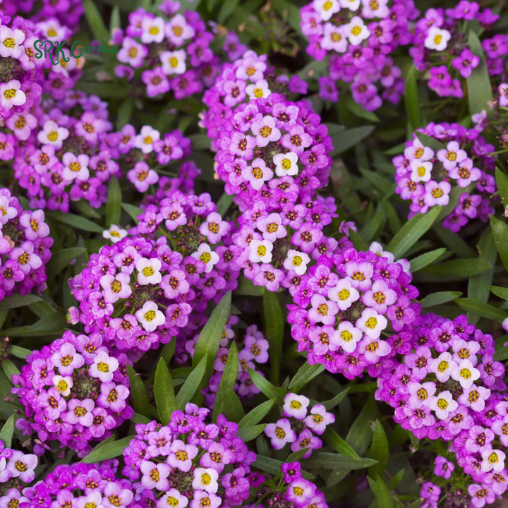 Alyssum Seeds - Violet Queen 100 seeds