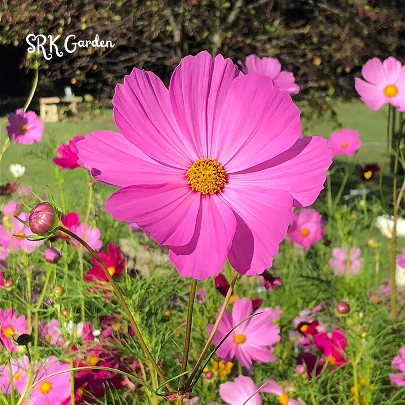 Mixed Cosmos Flower Seed 1000 to 6000pcs. Spring and Fall Panting