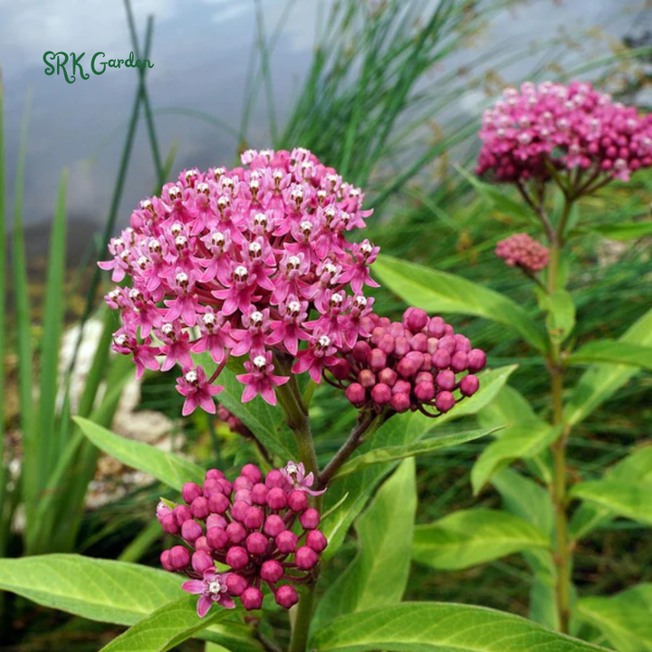 Prairie Milkweed Seeds | Pollinator Conservation Flower Seeds for Bees & Butterflies