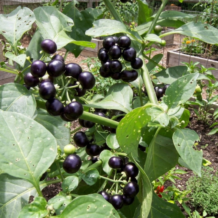 Garden Huckleberry Seeds