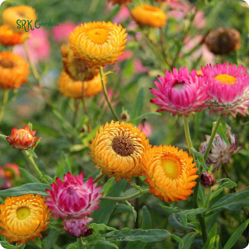 Dwarf Strawflower Seed Mix | 300 Seeds
