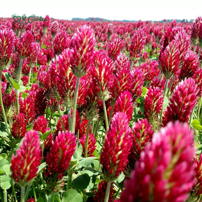 Crimson Clover Seeds for Planting | 1000 seeds