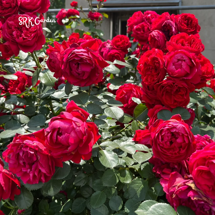 Garden climbing rose 200+ seeds | Mix Color