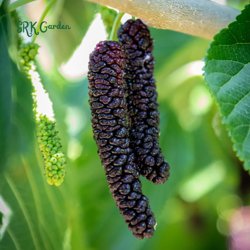 Dwarf Mulberry Plant Tree Everbearing Sweet Fruit in 4" Pot