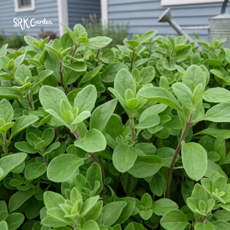 150+ Sweet Marjoram Seeds