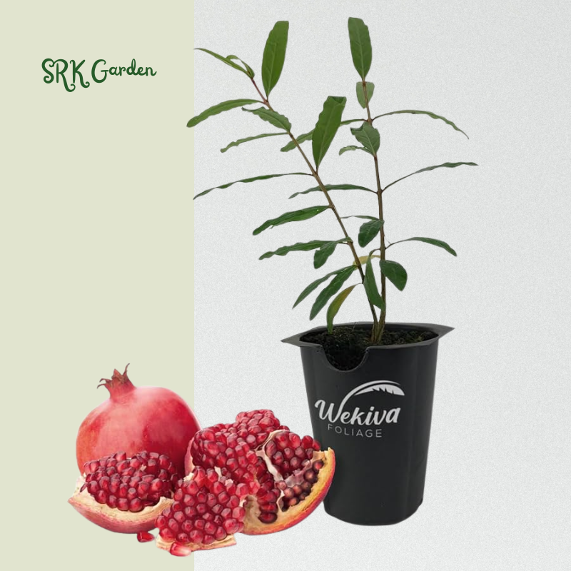 Sirenevyi Pomegranate Live Plant - Exotic Fruit-Bearing Plant, Hardy Pomegranate Tree, Tropical Garden