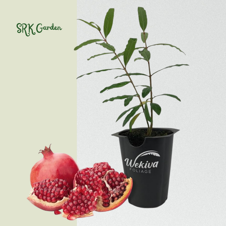 Sirenevyi Pomegranate Live Plant - Exotic Fruit-Bearing Plant, Hardy Pomegranate Tree, Tropical Garden