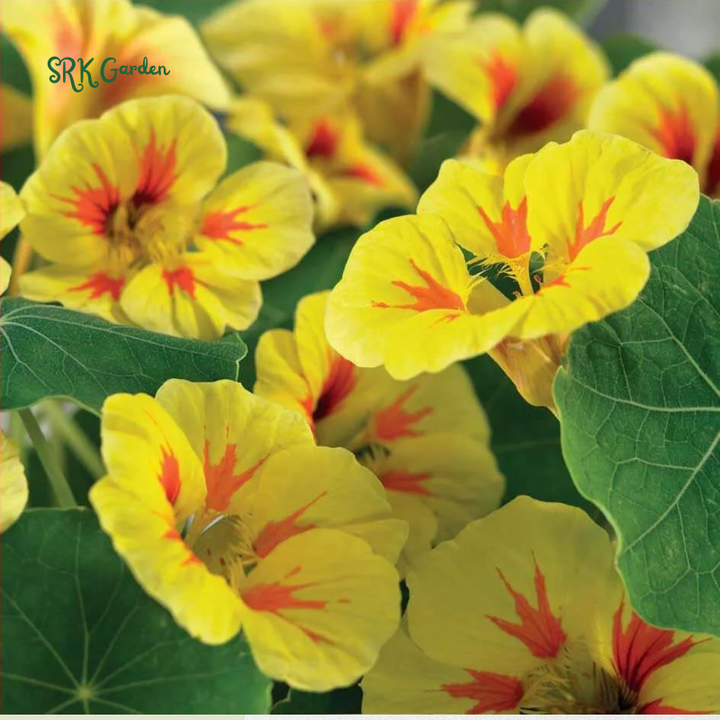 Peach Melba Dwarf Nasturtium Seeds | 25 Seeds