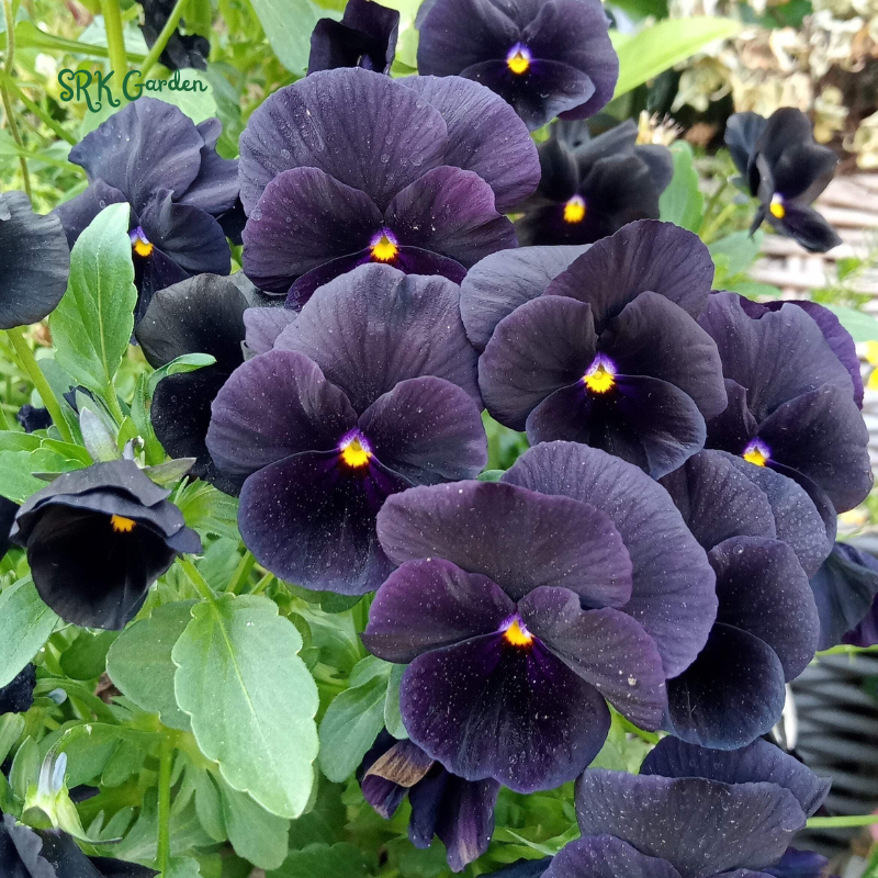 Viola Seeds - Sorbet Series - Black Delight 25 seeds