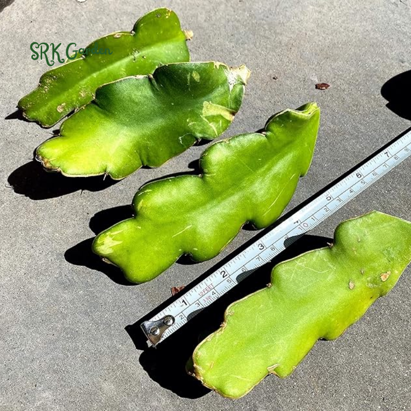 4 Fresh Red Dragon Fruit Live Vine Cuttings