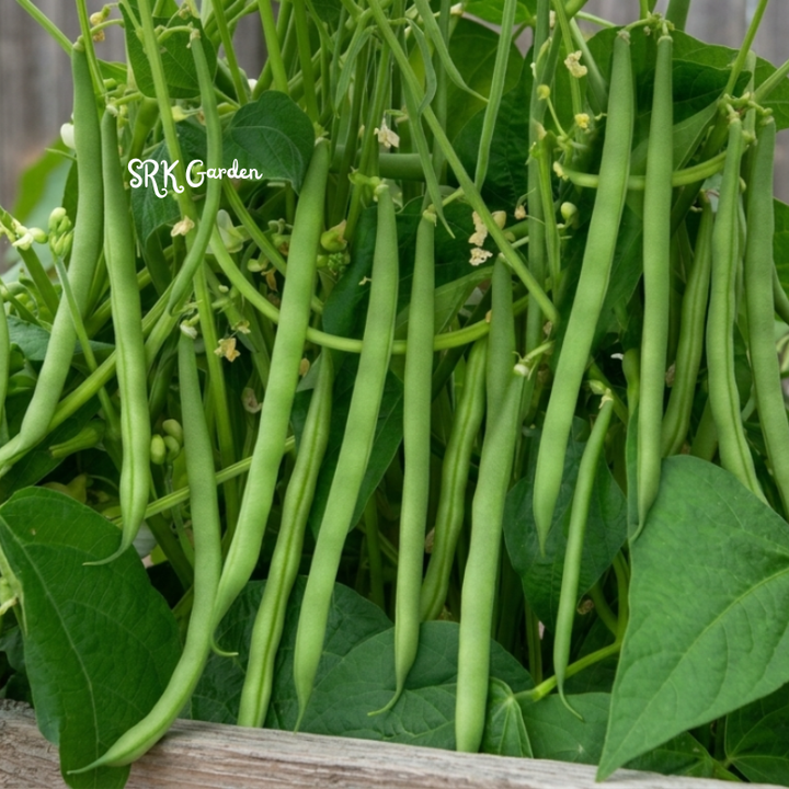 50+ Contender Bush Bean Seeds