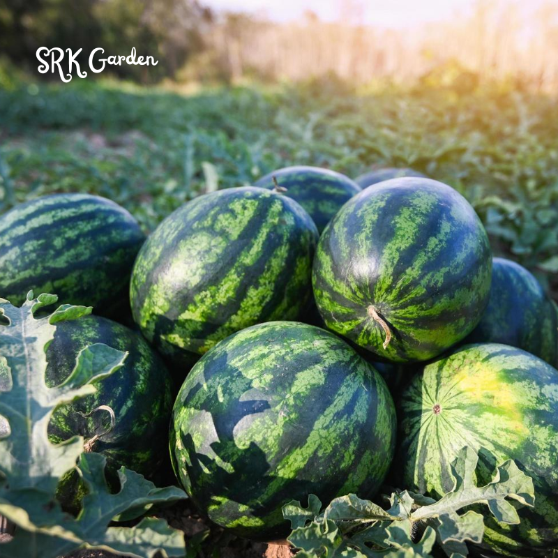 Organic Watermelon Seeds, Easy to grow