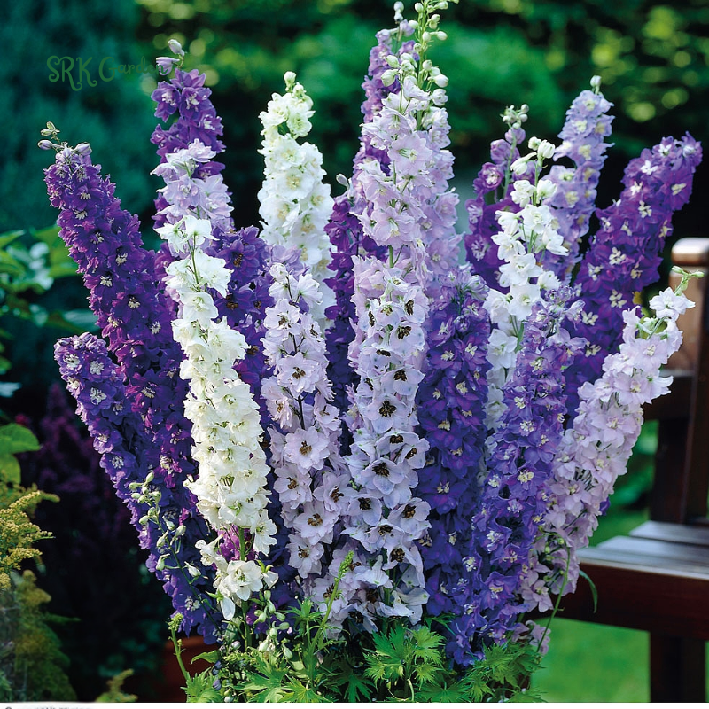 Larkspur Seeds - Giant Imperial Mix 250 seeds
