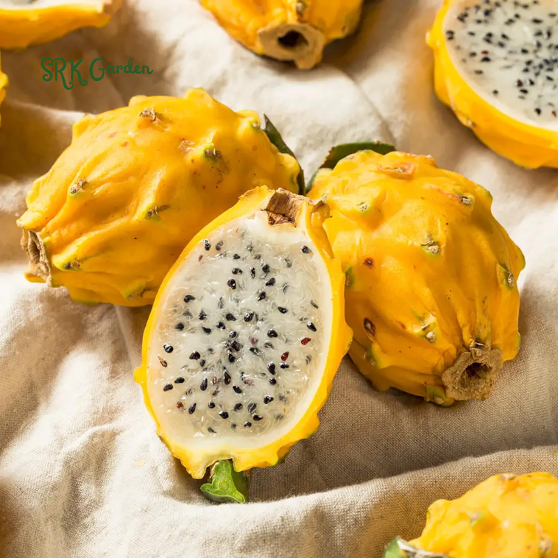 Yellow Dragon Fruit Cactus Live Plant, Easy to Grow