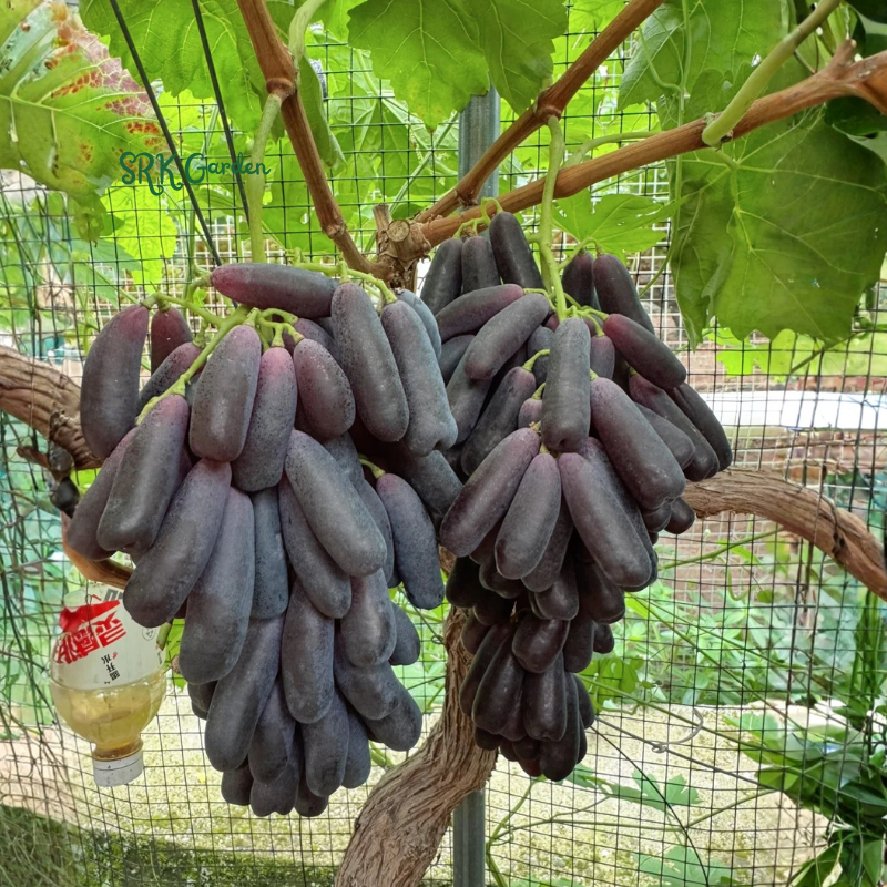 Sweet Sapphire Grape Vine Plant Exotic Ornamental Fruit Tree Seed for Planting