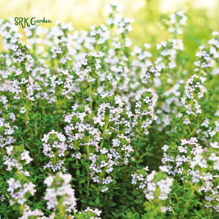 Organic French Thyme Seeds | 200 Seeds