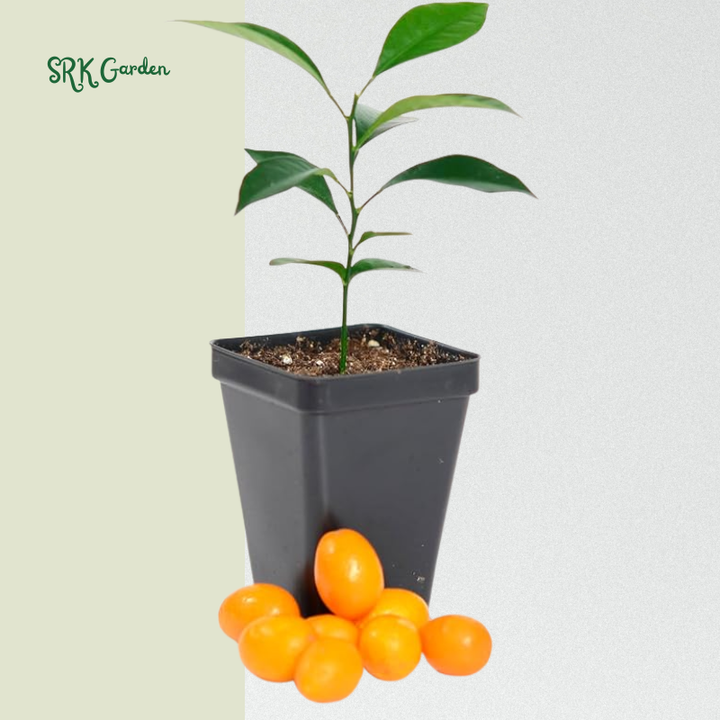 Kumquat Tree Starter Plant. Fortunella Margarita. 3" - 5"