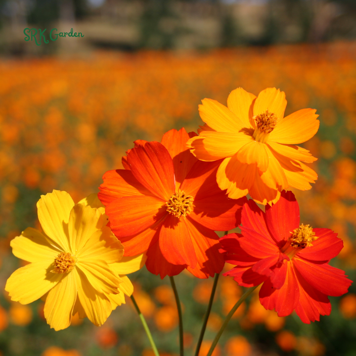 Sulphur Bright Lights Mix Cosmos Seeds | 100 Seeds