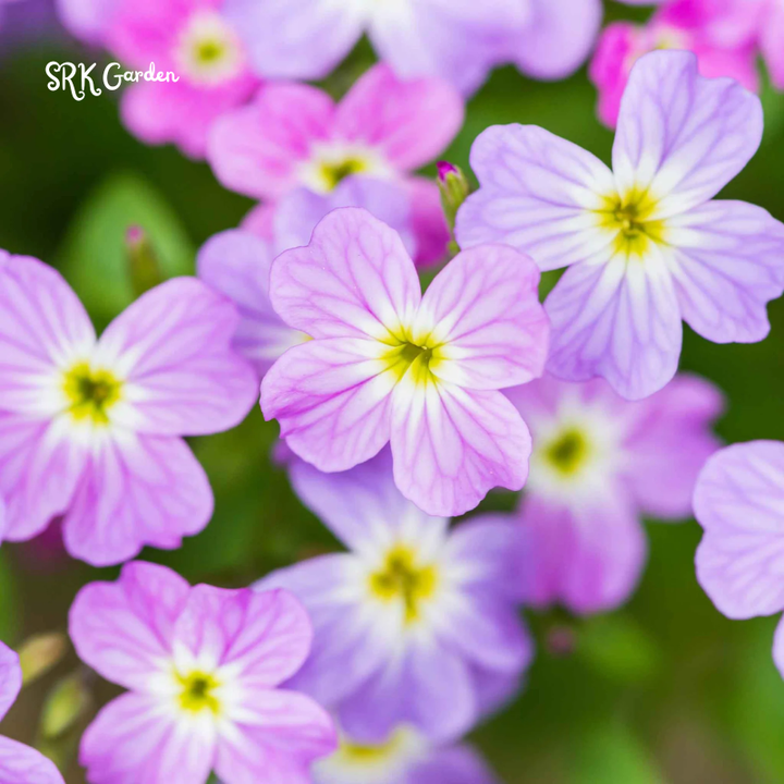 Virginia Stock Seeds | 1000 Seeds