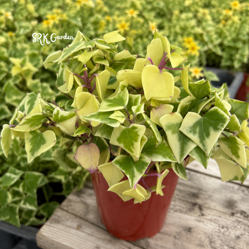 Variegated Wax Ivy, Trailing Plant, Easy Care House Plant in 4", 6'' pot