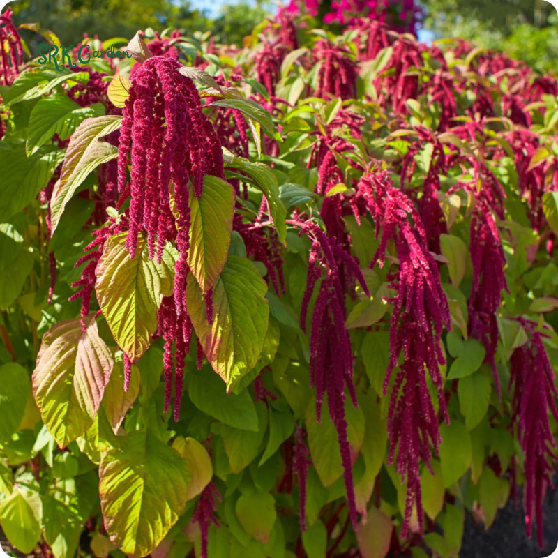 Love Lies Bleeding Seeds | 300 seeds