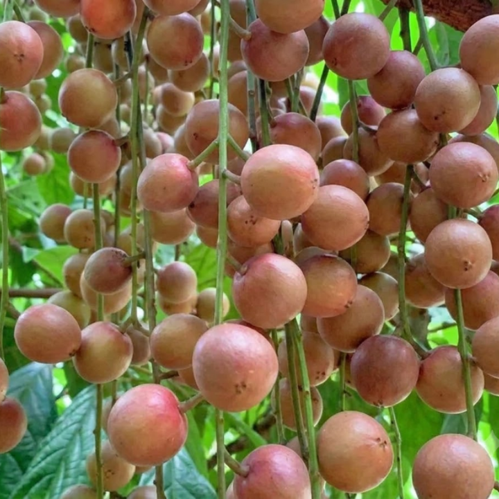 Rare Burmese Grape Seeds – Exotic Tropical Fruit Tree Seeds