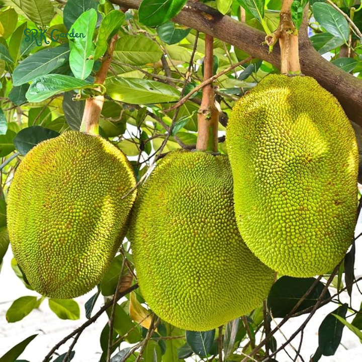 Live Jackfruit Tree Plant High Yield, 8-14" Tall, Sweet Tropical Fruit | 1 Year Old Potted