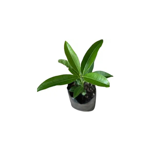 Sapodilla Manilkara Zapota Tropical Live Plant