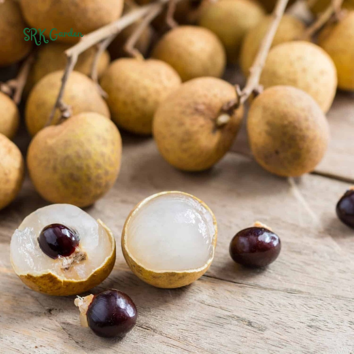 Longan Tree Mini Srk Garden
