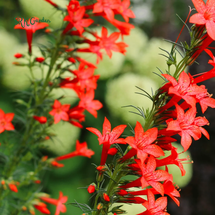 Standing Cypress Seeds for planting | 200 seeds
