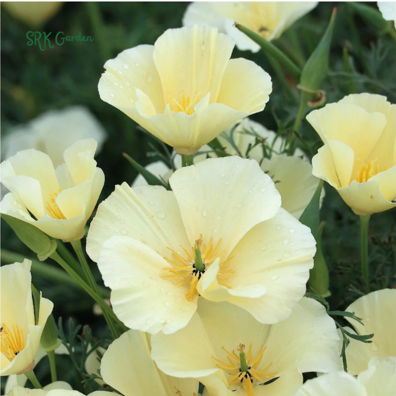 Ivory Castle California Poppy Seeds | 250 Seeds