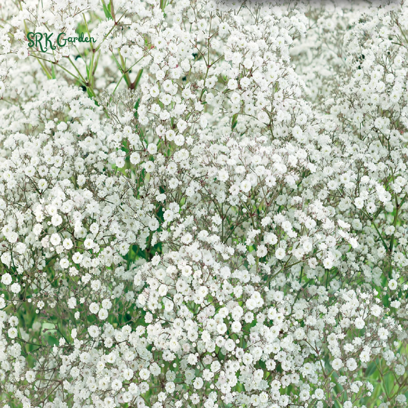 White Annual Baby's Breath Seeds | 500 Seeds