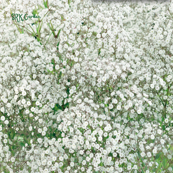 White Annual Baby's Breath Seeds | 500 Seeds